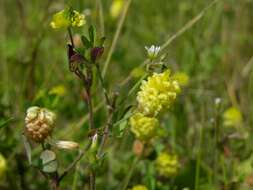 Image of clover