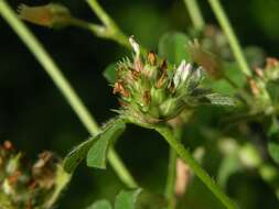 Image of knotted clover