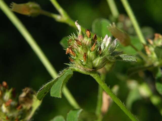 Image of knotted clover