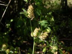 Image of knotted clover