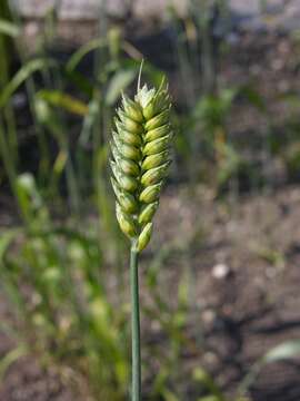 Image of wheat