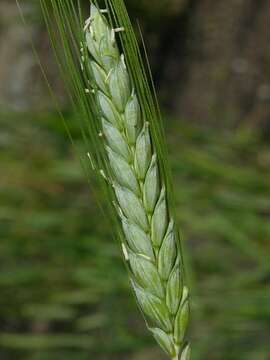 Plancia ëd Triticum