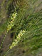 Image of durum wheat