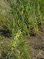 Image of durum wheat