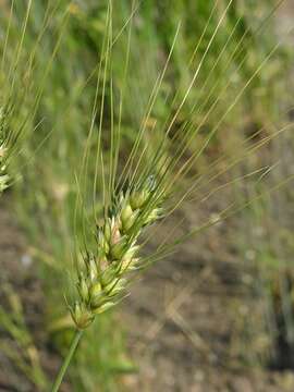 Plancia ëd Triticum turgidum subsp. durum (Desf.) Husn.