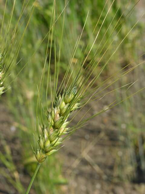 Image of durum wheat