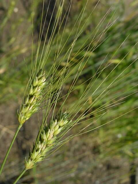 Plancia ëd Triticum turgidum subsp. durum (Desf.) Husn.