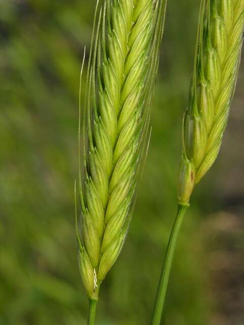 Image of wheat