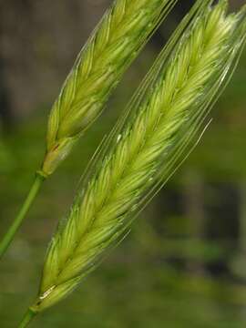 Image of wheat