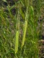 Image of wheat