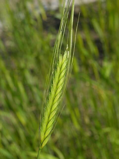 Image of wheat