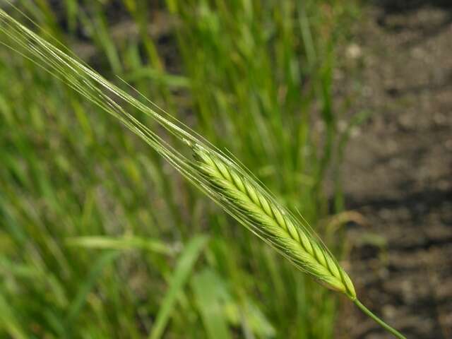 Image of wheat