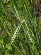 Image of rivet wheat