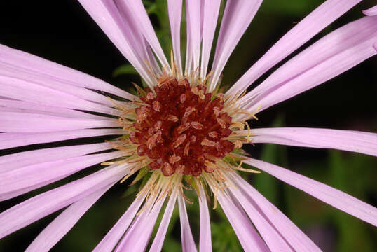 Image of Marsh American-Aster