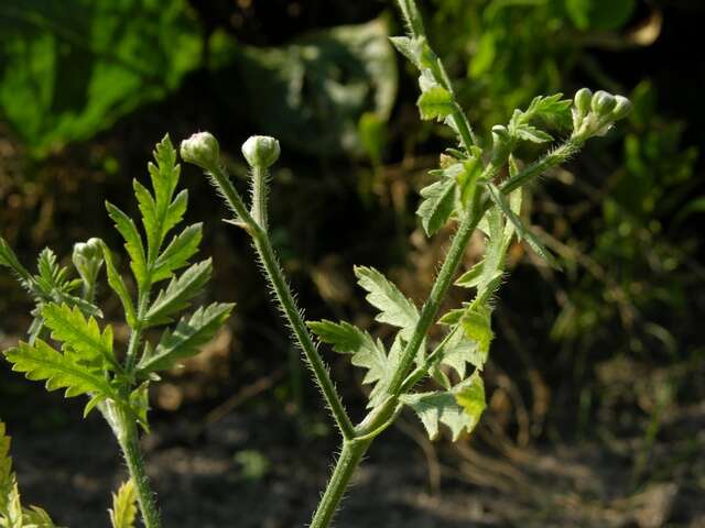 Image of false carrot