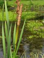 Image of Bulrush