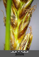 Image of Flat-sedge