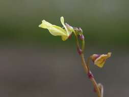 Plancia ëd Utricularia