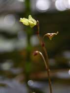 Plancia ëd Utricularia