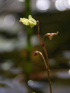 Image of Bladderworts