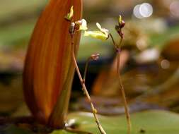 Imagem de Utricularia