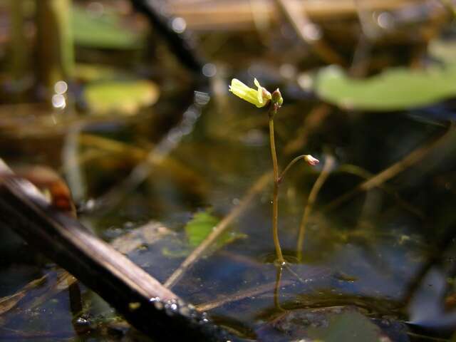 Plancia ëd Utricularia