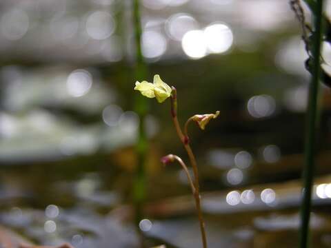 Plancia ëd Utricularia