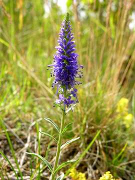 Image of spiked speedwell