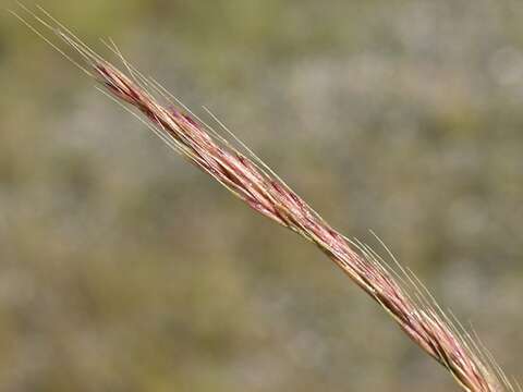 Image of fescue