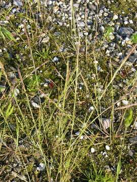 Image of fescue