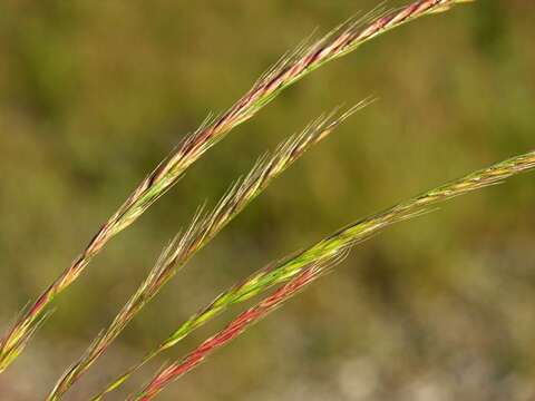 Image of fescue