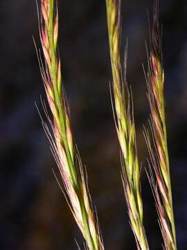 Image of fescue