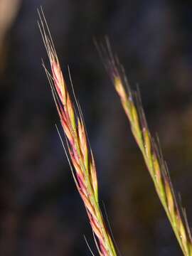 Image of fescue