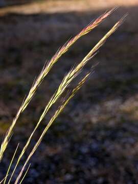 Image of fescue