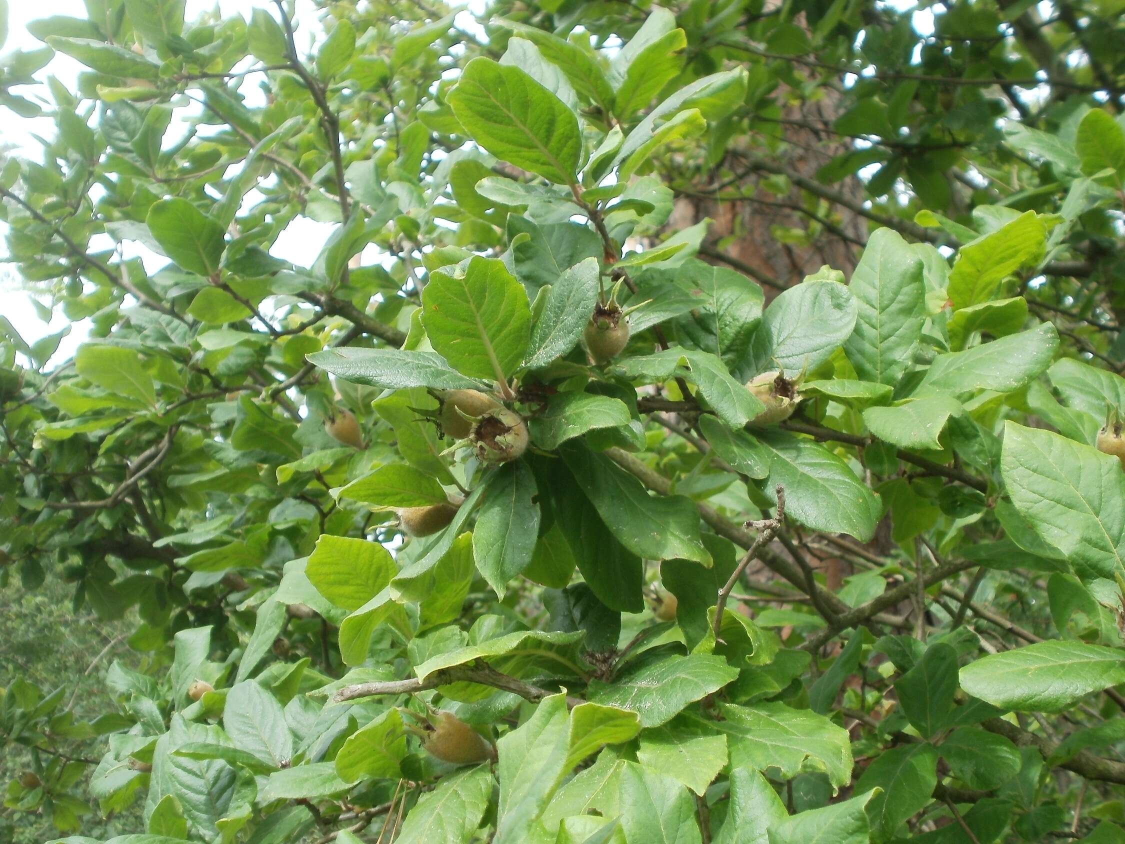 Image of Medlar