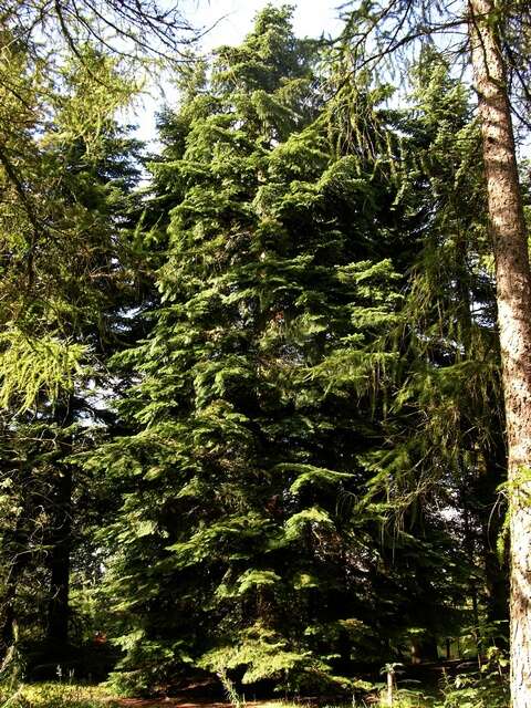 Image of Fir