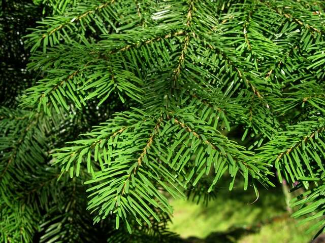 Image of Fir