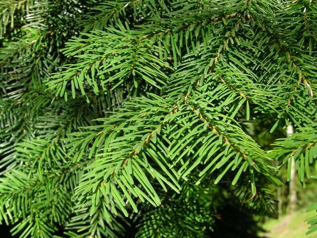 Image of Fir