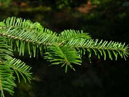 Image of Fir