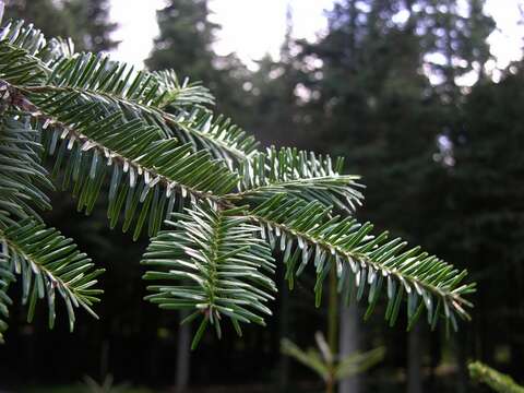 Image of Fir