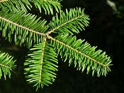 Image of Fir