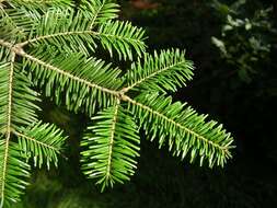 Image of Fir