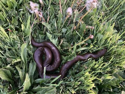 Image of Northern Rubber Boa