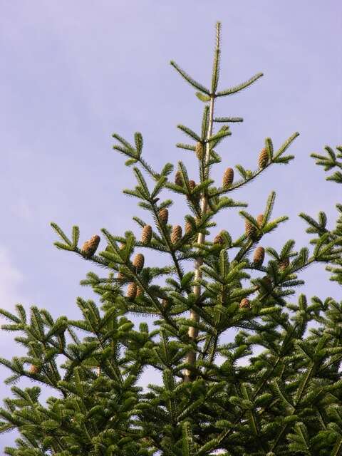 Image of Abies nordmanniana subsp. equi-trojani (Asch. & Sint. ex Boiss.) Coode & Cullen