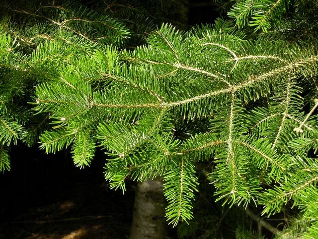 Image of Abies nordmanniana subsp. equi-trojani (Asch. & Sint. ex Boiss.) Coode & Cullen