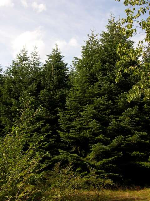 Image of Abies nordmanniana subsp. equi-trojani (Asch. & Sint. ex Boiss.) Coode & Cullen