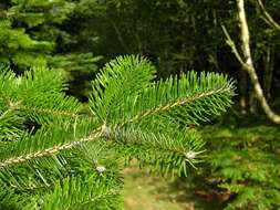 Image of Abies nordmanniana subsp. equi-trojani (Asch. & Sint. ex Boiss.) Coode & Cullen