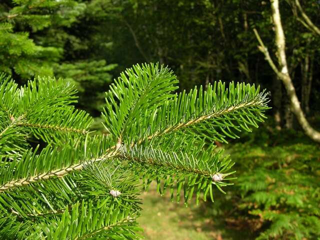 Image of Abies nordmanniana subsp. equi-trojani (Asch. & Sint. ex Boiss.) Coode & Cullen