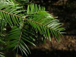 Image of Fir