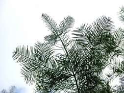 Image of Fir